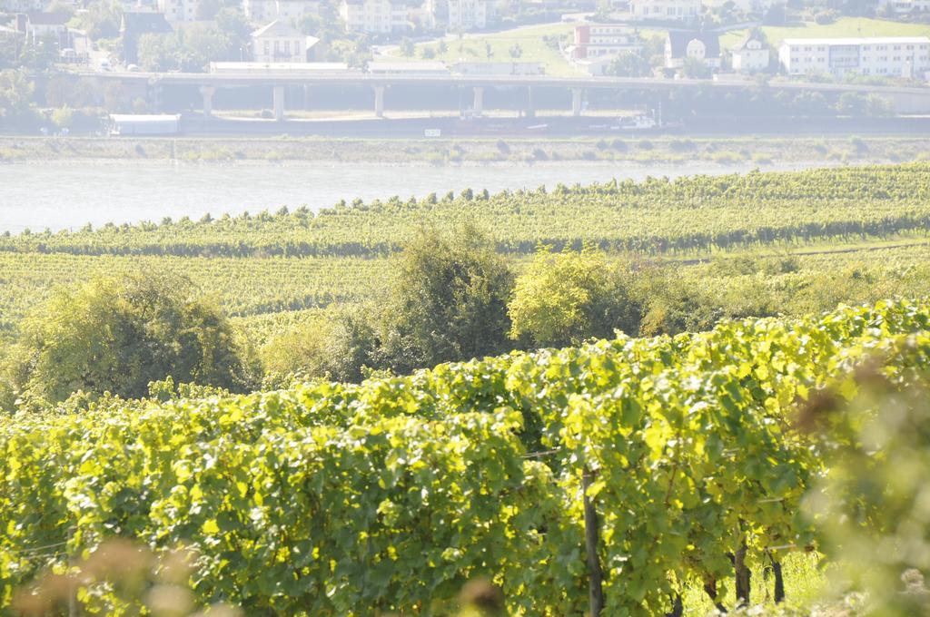 Pensjonat Landgasthof Germania Rüdesheim nad Renem Zewnętrze zdjęcie