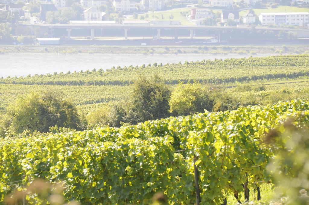 Landgasthof Germania Rüdesheim nad Renem Zewnętrze zdjęcie