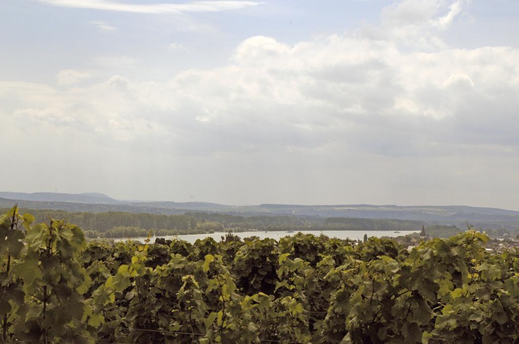 Pensjonat Landgasthof Germania Rüdesheim nad Renem Zewnętrze zdjęcie