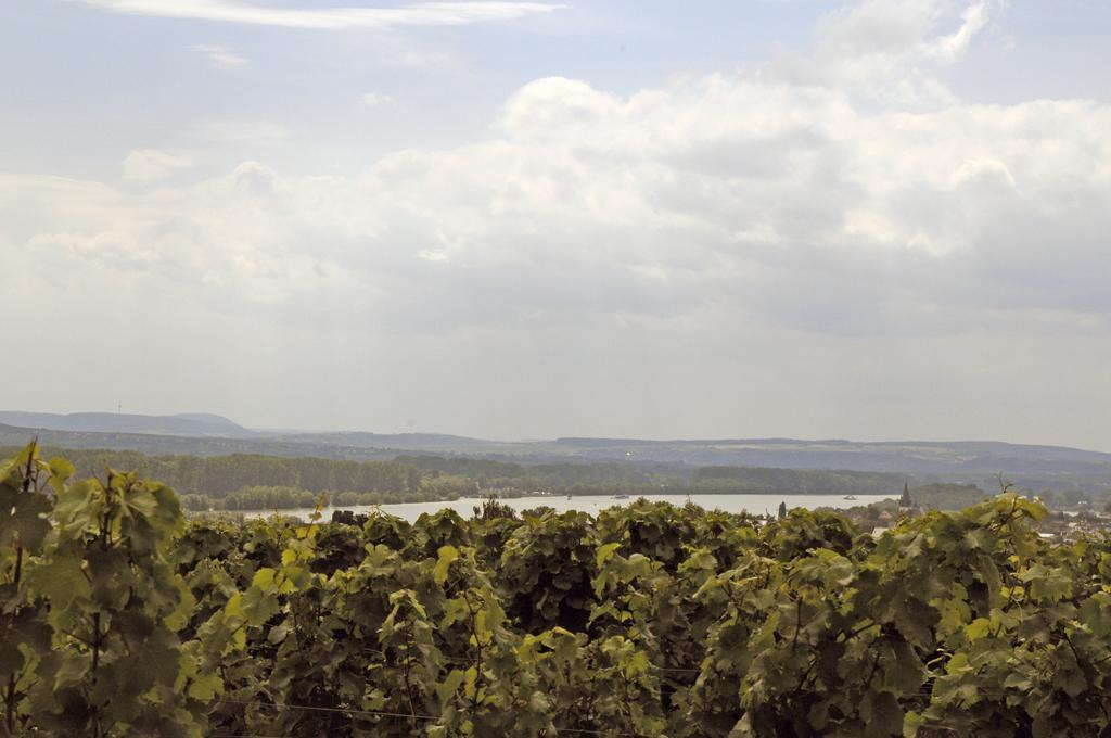 Landgasthof Germania Rüdesheim nad Renem Zewnętrze zdjęcie
